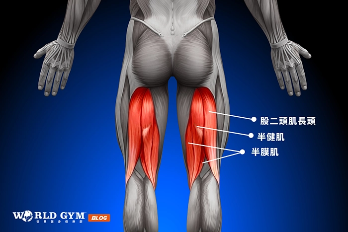 大腿後側肌肉介紹
