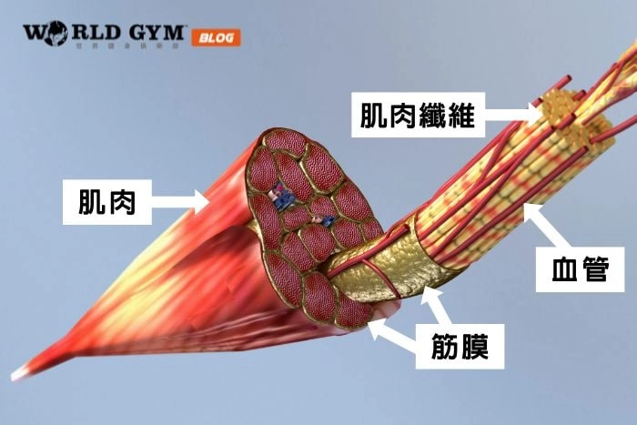 什麼是筋膜