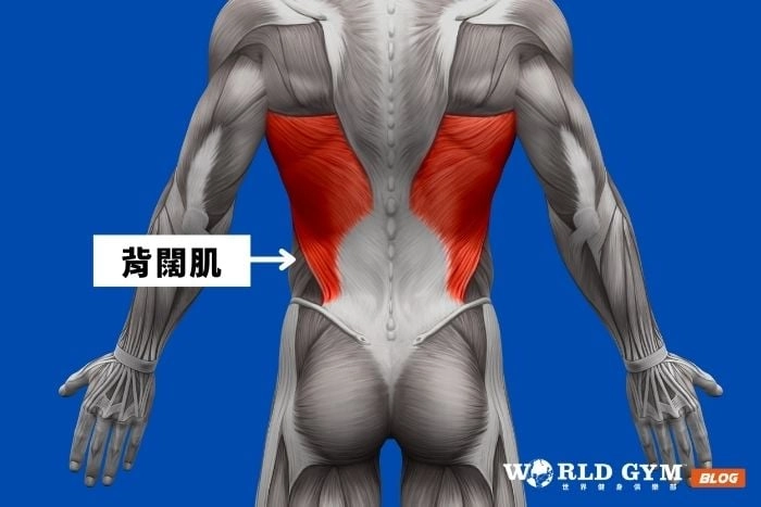闊背肌