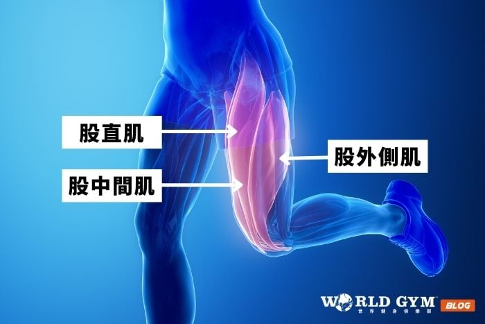 股四頭肌位置