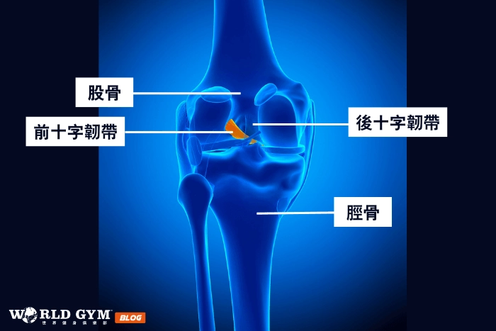 前十字韌帶的功能和重要性
