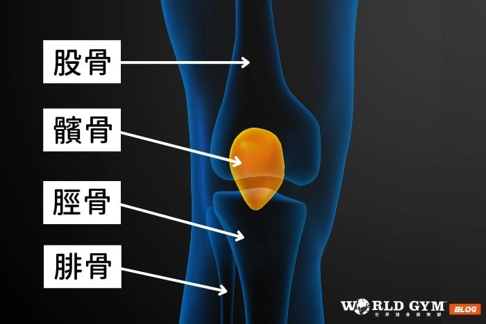 股四頭肌力臂