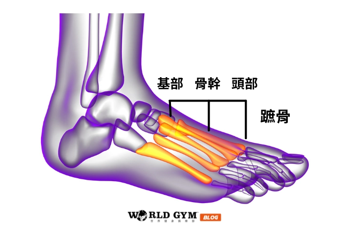 前蹠骨痛（前腳底痛）