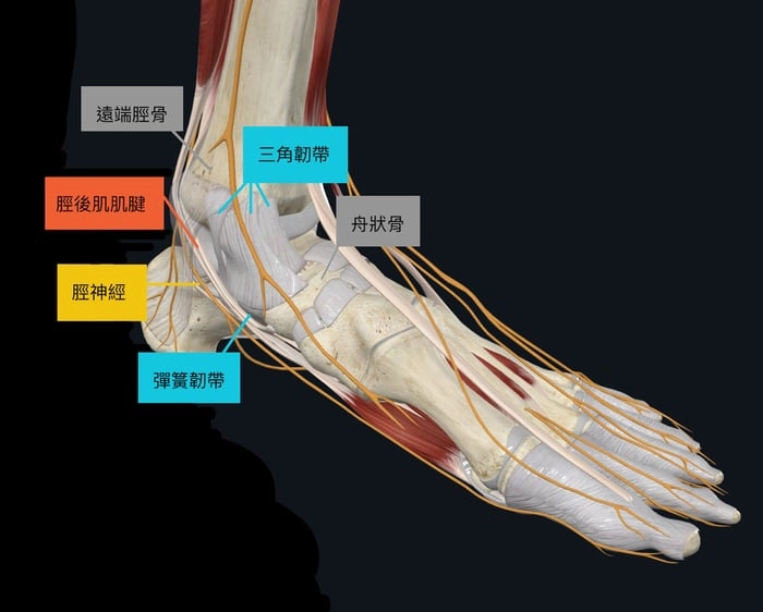 腳踝扭傷內側3