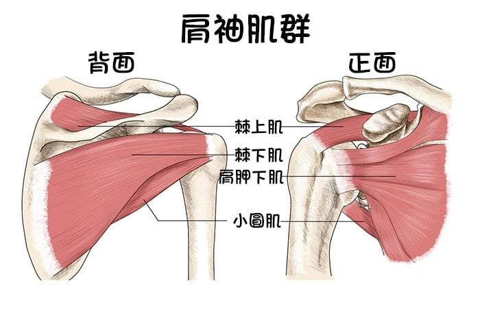 肩袖肌群