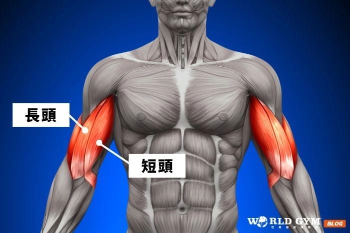 二頭肌的功能和位置