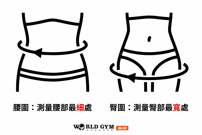 腰臀比測量方式