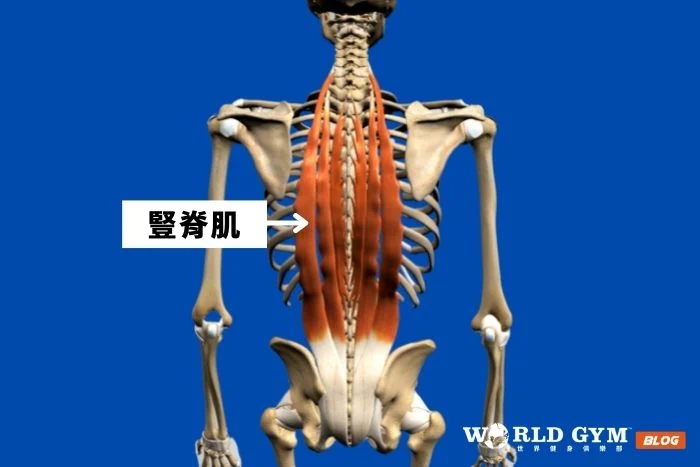 豎脊肌