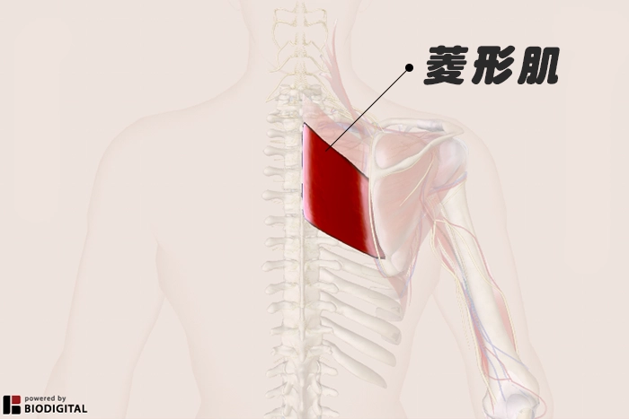 什麼是菱形肌
