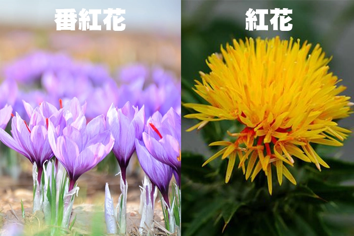 紅花和番紅花差一個字差很多喔！