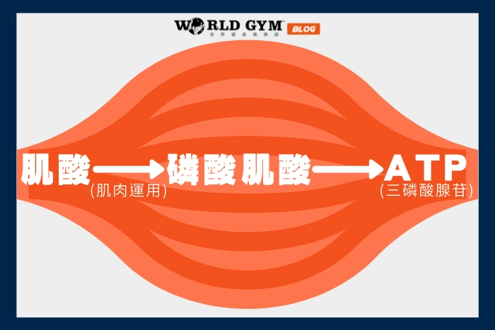 肌酸