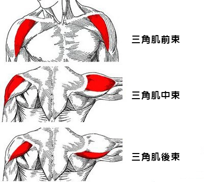 三角肌在哪裡？