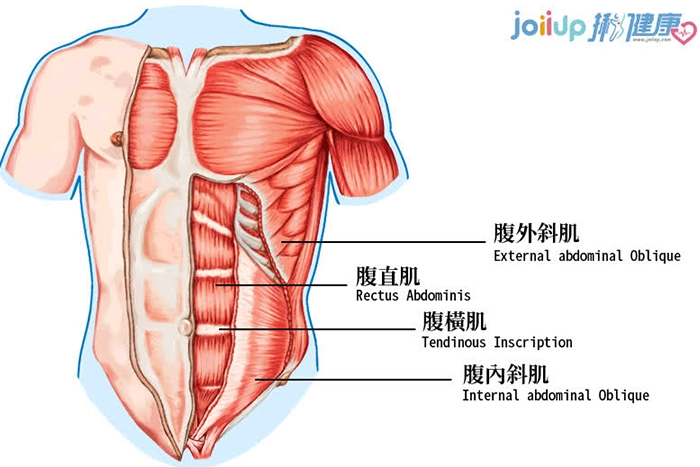 腹部肌肉