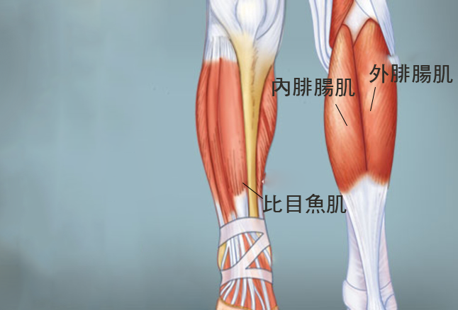 小腿肌簡介