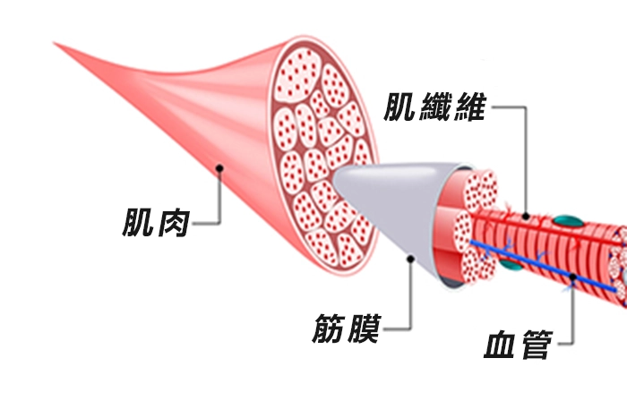 肌肉與筋膜的關係