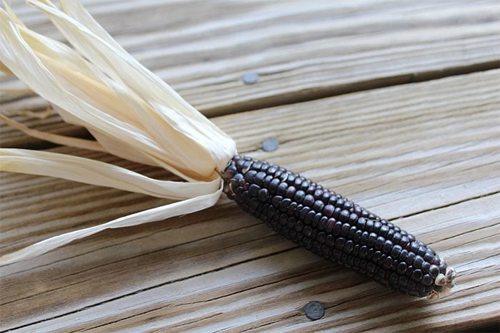 紫色糯玉米