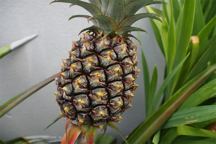 鳳梨