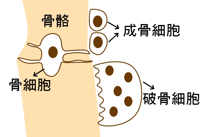 破骨細胞