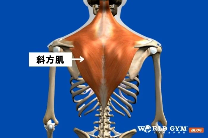 斜方肌