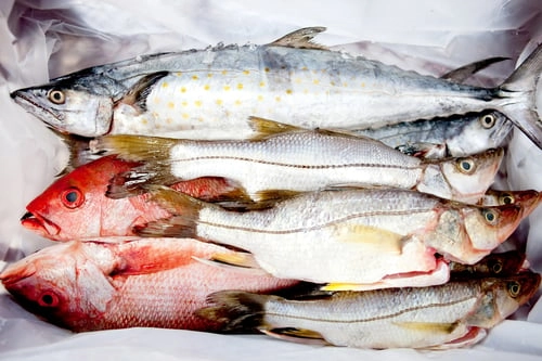 白魚肉