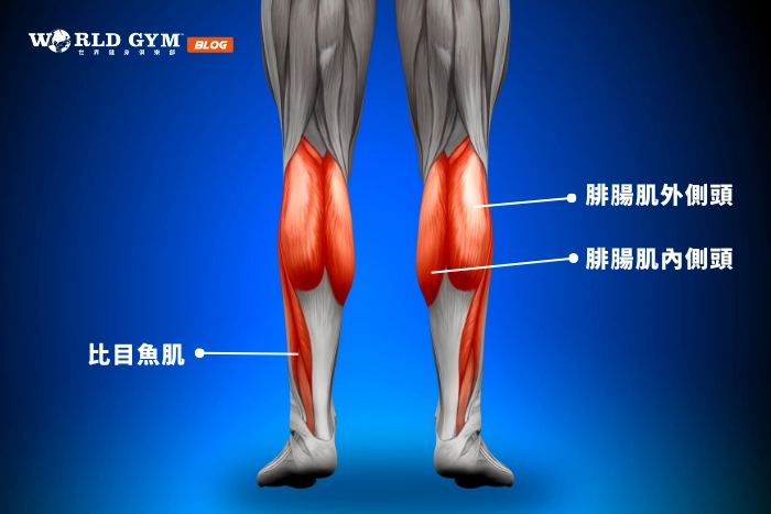 小腿肌肉介紹