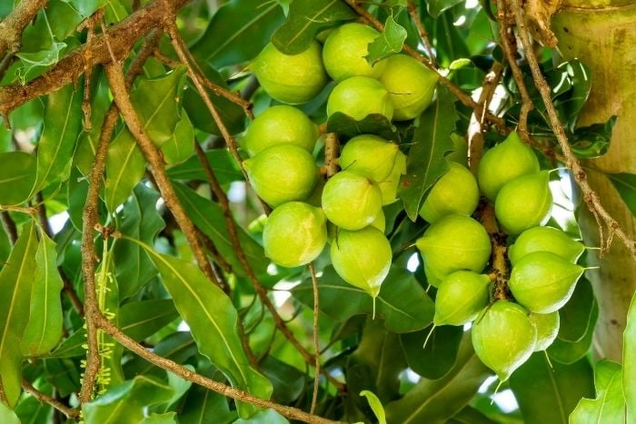 夏威夷豆產地