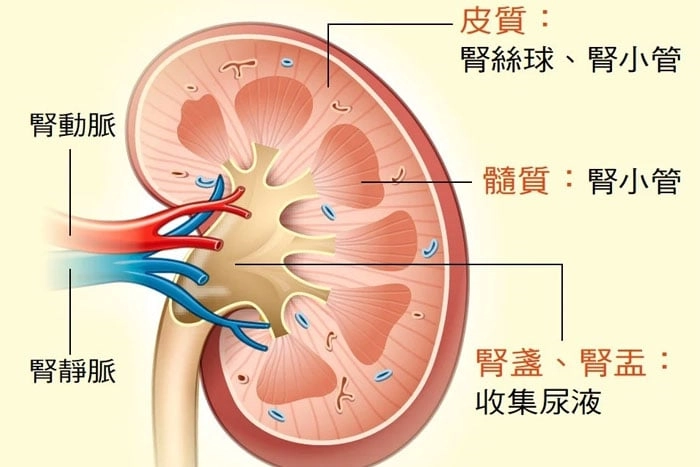 腎臟