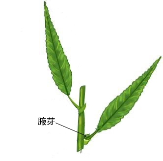 怎麼挑到好盧筍