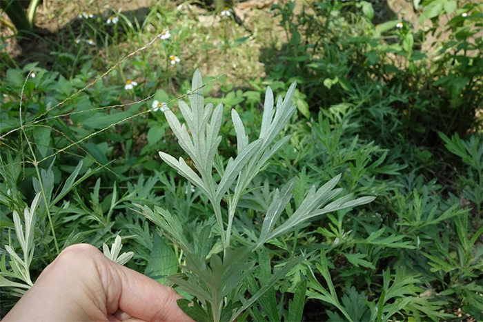 5種香草植物這樣用 清潔環境還能放鬆身心靈