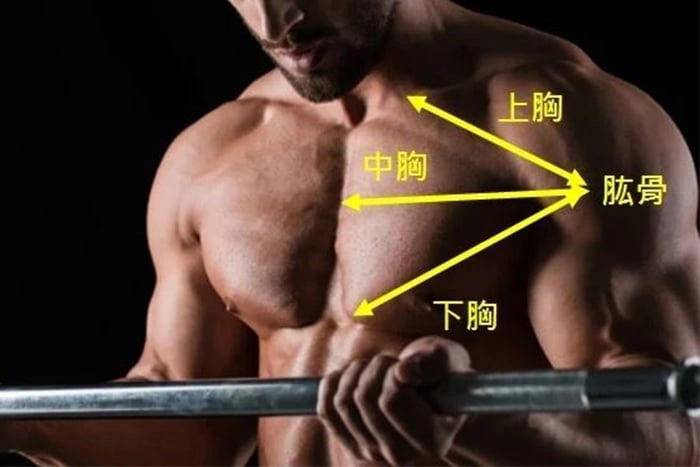 胸部肌群和結構