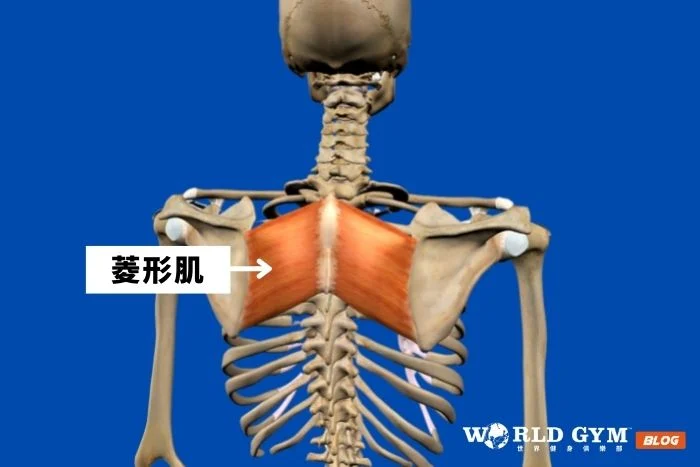 菱形肌