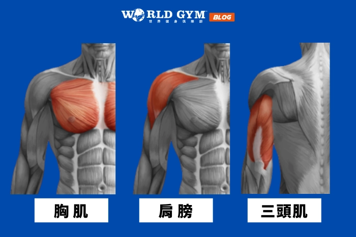 手臂（肱三頭肌）