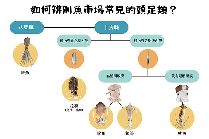 魷魚家族