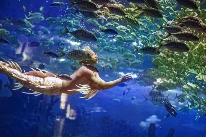 美人魚課程是什麼_