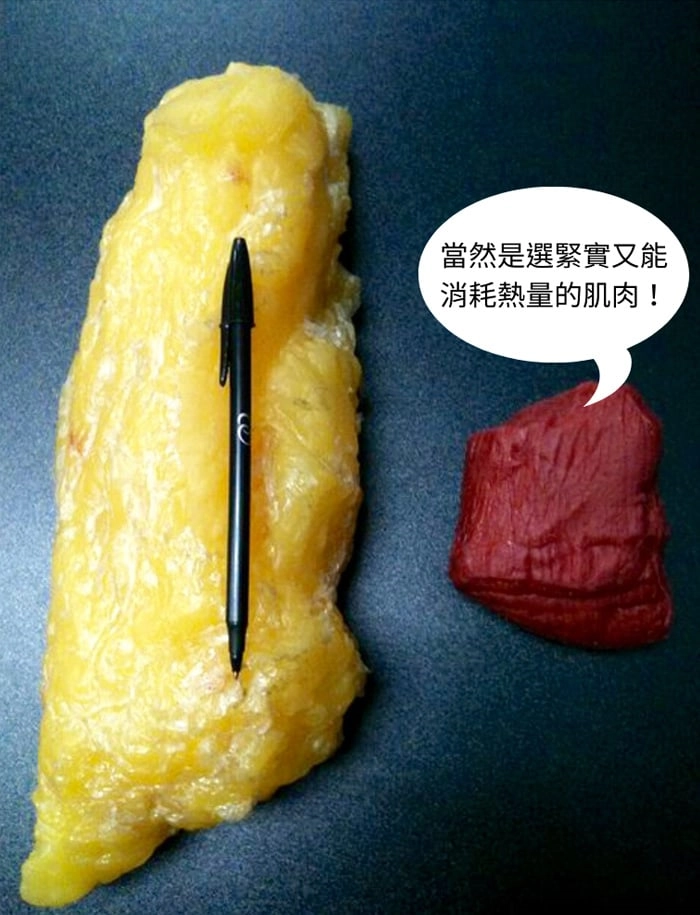 脂肪與肌肉對比