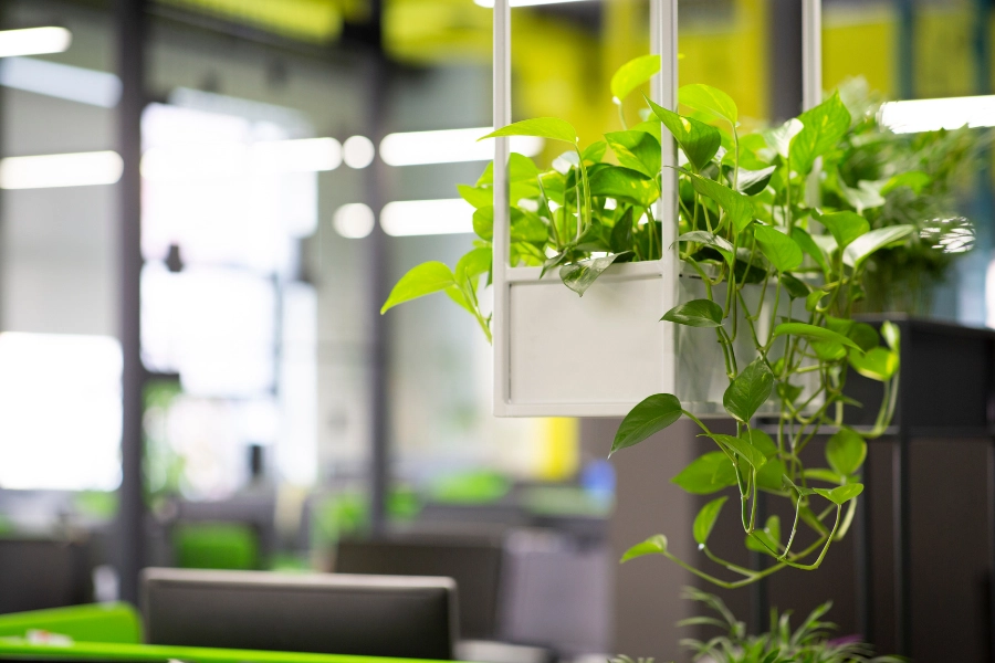 3種「辦公室植物」助減壓抗焦慮，還能提升專注度