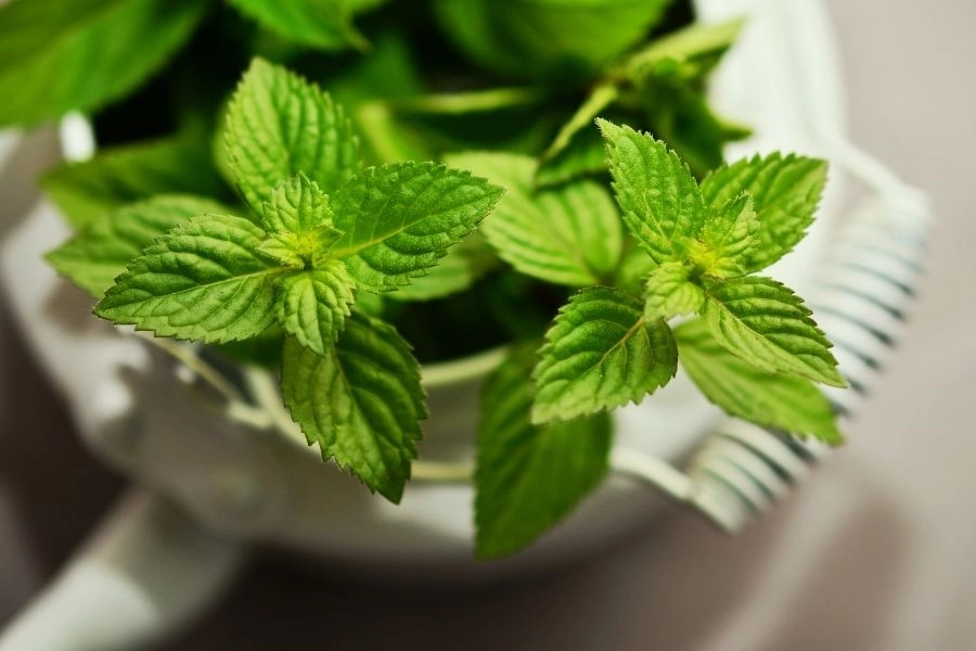 薄荷提神還能治感冒！這3種人用過量恐傷神經