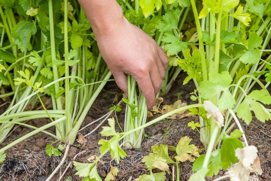 無法抗拒！芹菜10大好處+4道料理